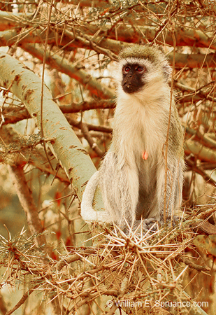 254-Vervet Monkey  5J8E8548