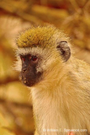 256-Vervet Monkey   5J8E8552