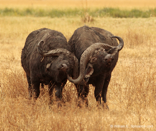 258-Cape Buffalos  5J8E8568