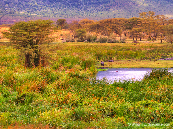 259-Hippos on the Landscape  11U5B4342