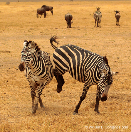 260-Zebras  5J8E8577