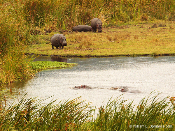 261-Hippos Water Hole  5J8E8593