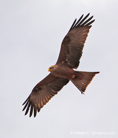 264-immature  Black-chested Snake-Eagle  5J8E8618
