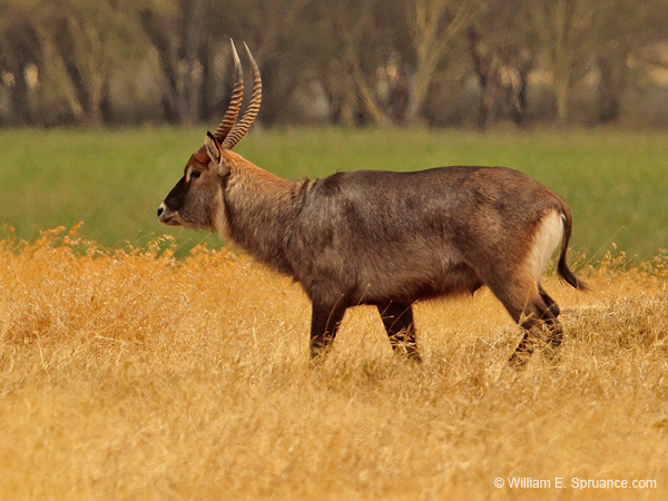 266-Waterbuck  5J8E8634