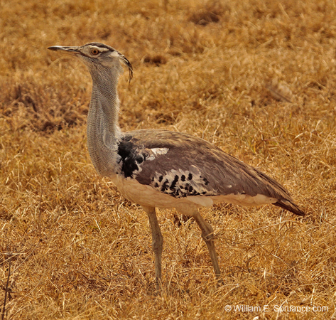 267-Kori Bustard   5J8E8635