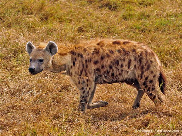 269-Spotted Hyena  5J8E8646