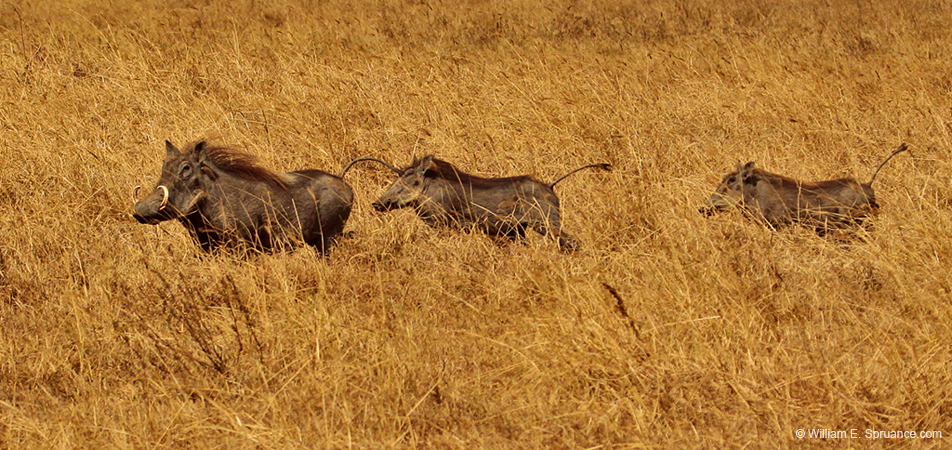 270-Warthogs on the Run  5J8E8668
