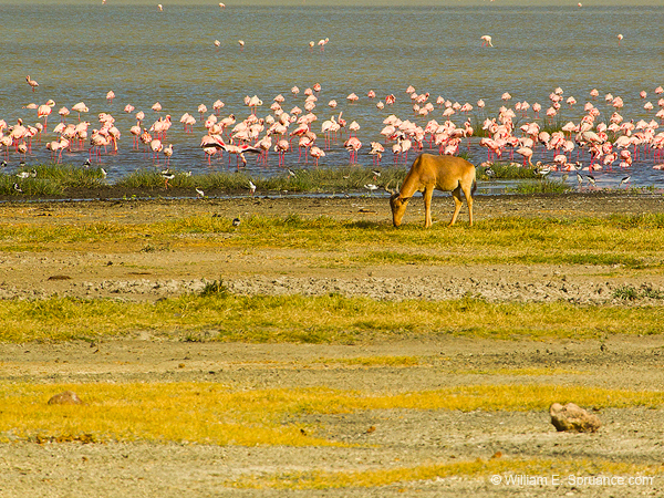271-Hartebeest & Flamingos  5J8E8821