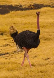 228-Male Ostrich  5J8E7959