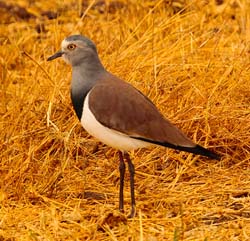230-Black-winged Lapwing  5J8E7965