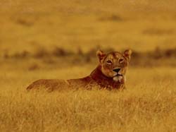 232-Female Lion  5J8E7979