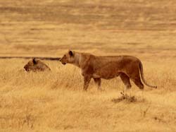 234-Female Lions  5J8E8013-3