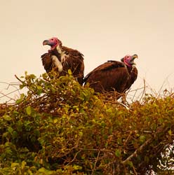 235-Lappet-faced Vulture  5J8E8040