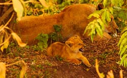 236-GRRRRRRROWL   5J8E8075