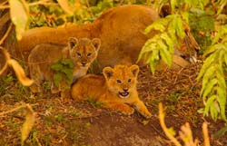 238-Young Lions  5J8E8096