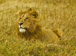 239-Male Lion  5J8E8151