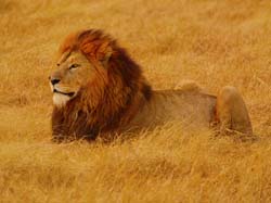 241-Male Lion  5J8E8161
