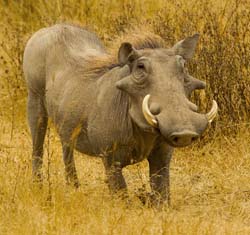 242-Warthog  5J8E8340