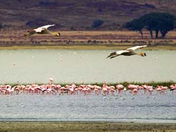 244-Grey Crowned Cranes & Flamingos  5J8E8385