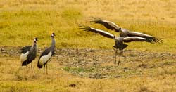 245-Grey Crowned Cranes  5J8E8423