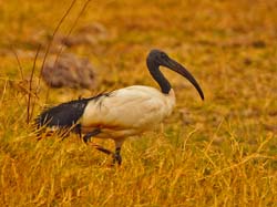 246-Sacred Ibis  5J8E8440
