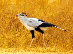 248-Secretary Bird 5J8E8490