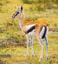 249-Thomson's Gazelle  5J8E8500