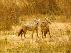 250-Cape Foxes  5J8E8510