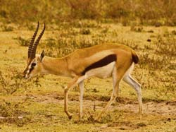 251-Thompson's Gazelle  5J8E8503