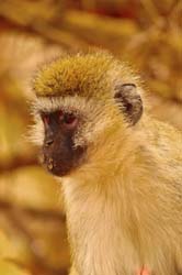 256-Vervet Monkey   5J8E8552