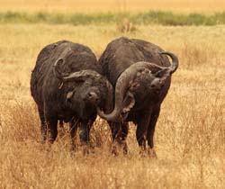 258-Cape Buffalos  5J8E8568