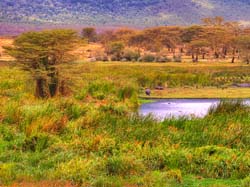 259-Hippos on the Landscape  11U5B4342