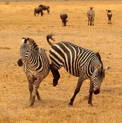 260-Zebras  5J8E8577