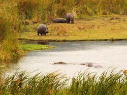 261-Hippos Water Hole  5J8E8593