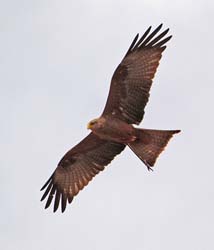 264-immature  Black-chested Snake-Eagle  5J8E8618
