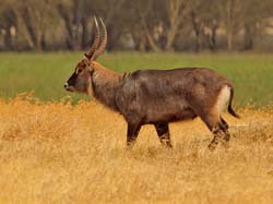 266-Waterbuck  5J8E8634