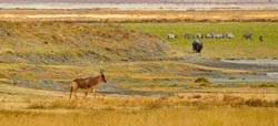 268-Hartebeest & Friends  5J8E8707