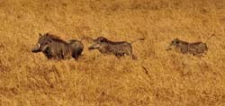 270-Warthogs on the Run  5J8E8668