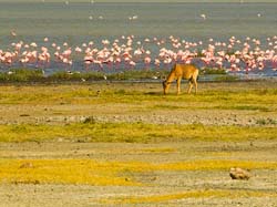271-Hartebeest & Flamingos  5J8E8821
