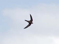 272-African Palm Swift  5J8E8682