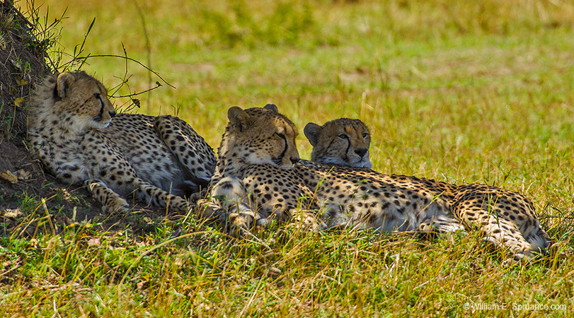 287-Cheetah Family  5J8E8893