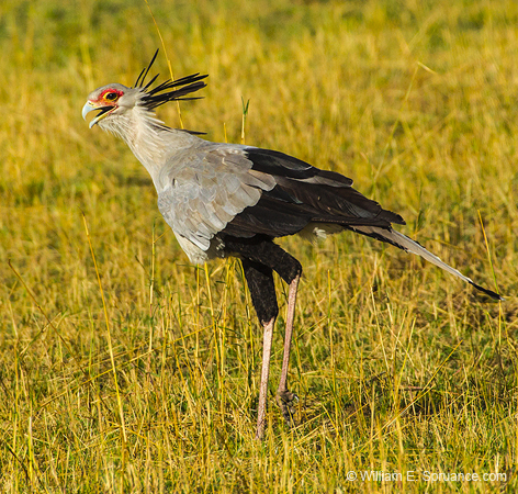 290-Secretarybird  5J8E8972