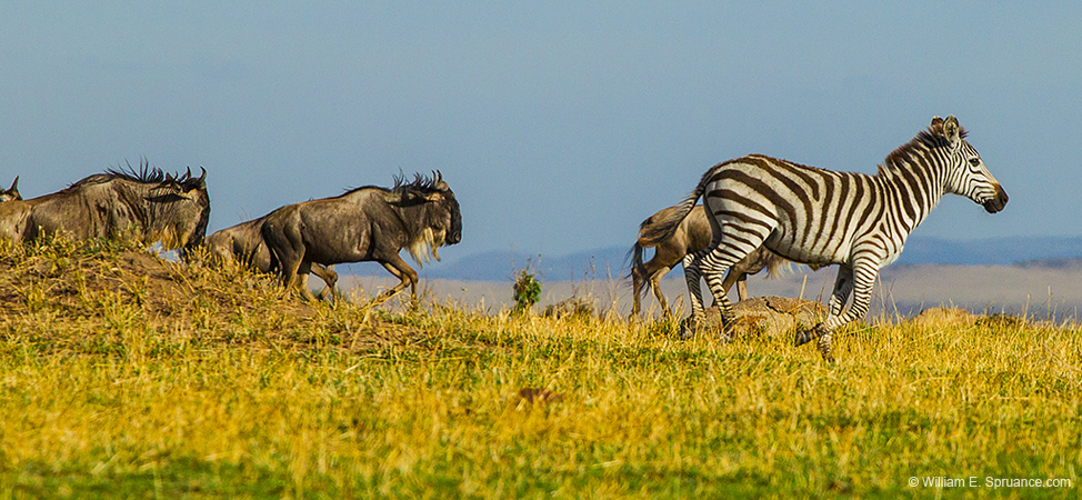 291-Zebra & Wildebeasts Migration  5J8E8978