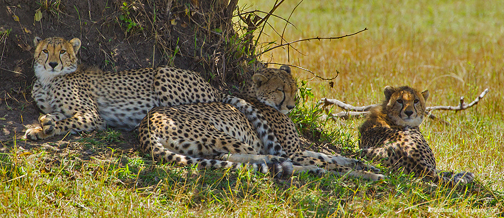 292-Cheetah Family  5J8E8954