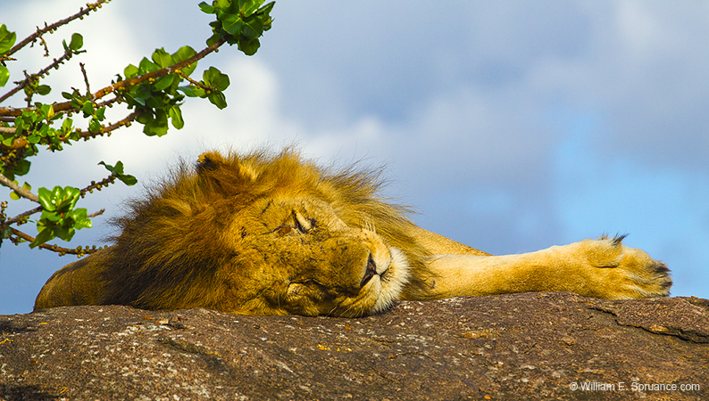 295-Male Lion  5J8E8998