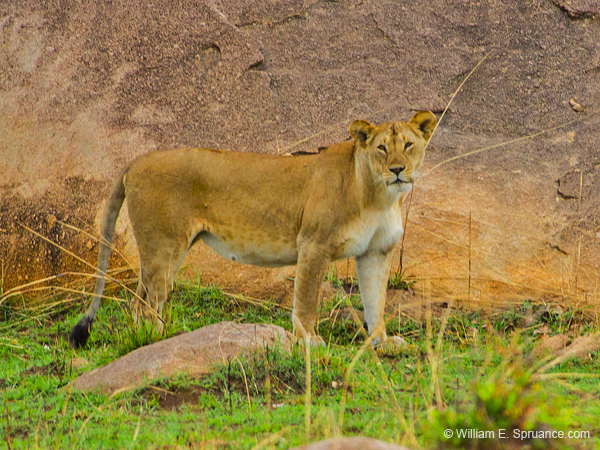 297-Female Lion  5J8E9028