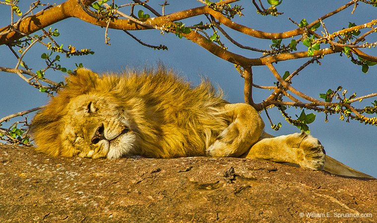 301-Lion Napping  5J8E9052