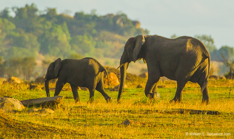 302-Elephants  5J8E9069