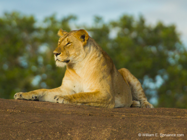 303-Lioness  5J8E9065
