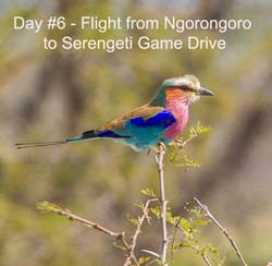 274-Lilac-breasted Roller  5J8E8830